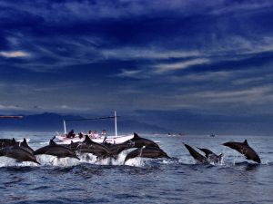 Дневная экскурсия на остров Памилакан, дельфины