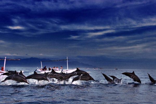 Дневная экскурсия на остров Памилакан, дельфины