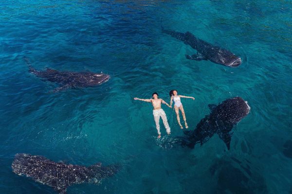 Плавание с Китовыми акулами и водопад Tumalog из Думагетти