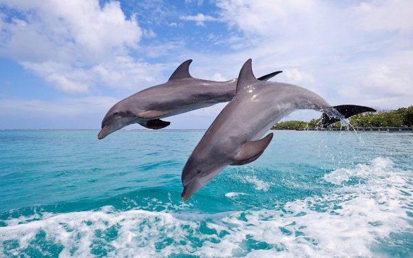 Дикие дельфины