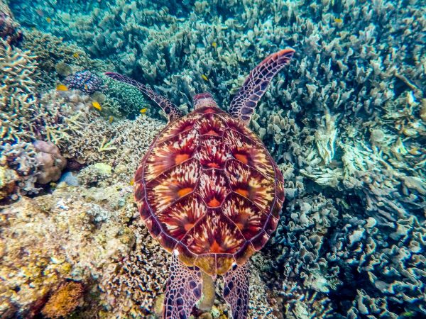 Плавание с черепахами на острове Апо